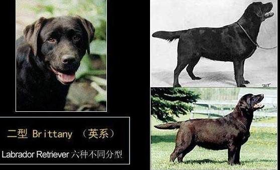 浅析拉布拉多犬的起源、6个品类分支,别再以为自家狗子是串串了