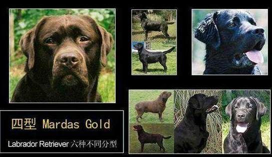 浅析拉布拉多犬的起源、6个品类分支,别再以为自家狗子是串串了