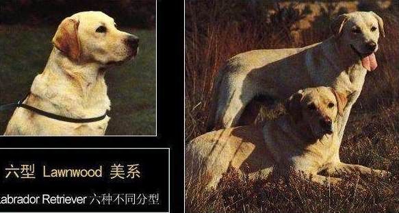 浅析拉布拉多犬的起源、6个品类分支,别再以为自家狗子是串串了