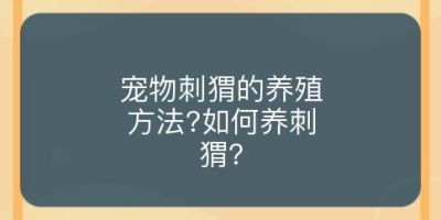 宠物刺猬的养殖方法?如何养刺猬?