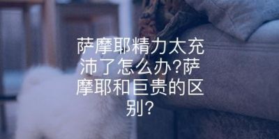 萨摩耶精力太充沛了怎么办?萨摩耶和巨贵的区别?