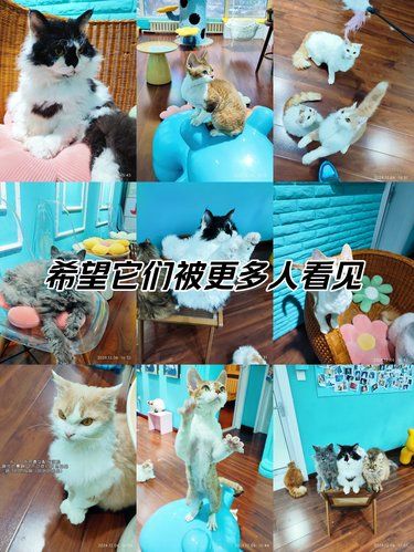 去猫咖店发现一只长着恶毒女配反派脸的猫猫