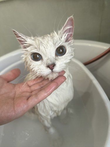 小咪猪也要好好洗澡哦