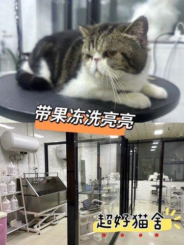 有多少人不知道❓健康猫咪不用勤洗澡❗️