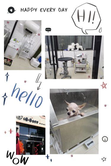 被问爆的宠物店～喵喵会客厅藏不住了！
