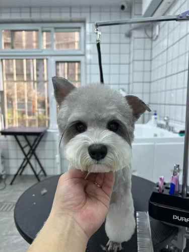 家门口的宝藏宠物洗护！新开河万达！