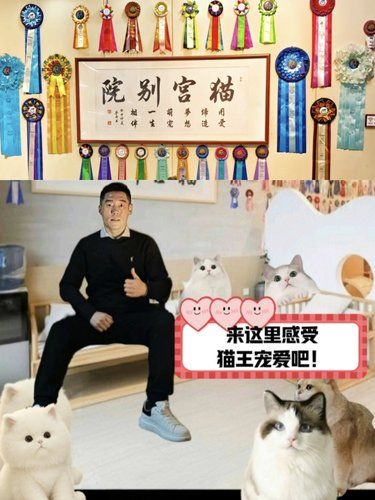 来这里感受猫王宠爱吧！