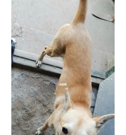 让宠物狗狗认路的秘诀（通过培养记忆力和嗅觉帮助狗狗找到回家的路）