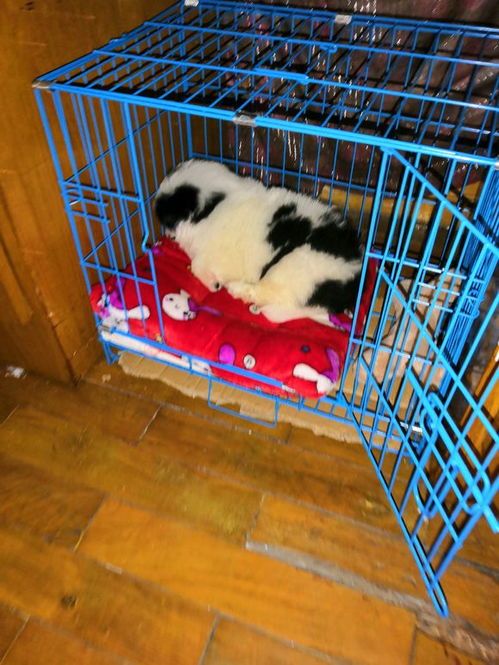 女生遗弃流浪犬后痛哭：宠物回家路的辛酸与爱