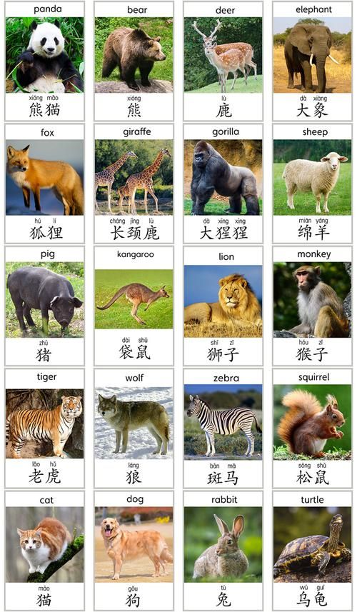 动物卡片图片大全