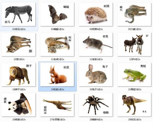 动物卡片图片大全