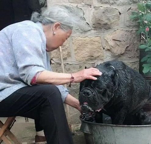 高加索犬卡斯罗:奶奶的温柔小猫咪,宠物界的宝宝萌态!