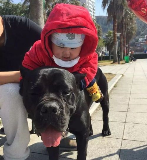 高加索犬卡斯罗:奶奶的温柔小猫咪,宠物界的宝宝萌态!