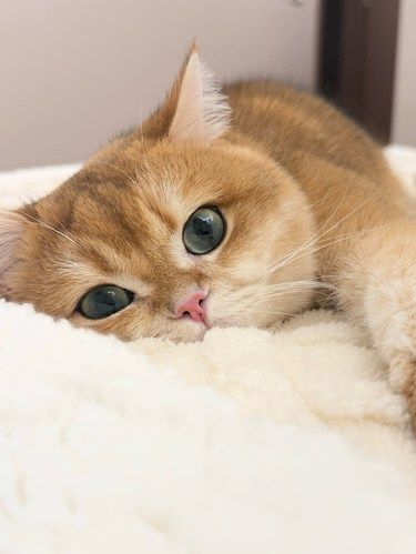 千万要警惕这种屎黄色的猫！！