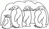企鹅简笔画6p动物简笔画涂色图片 - 宝宝吧