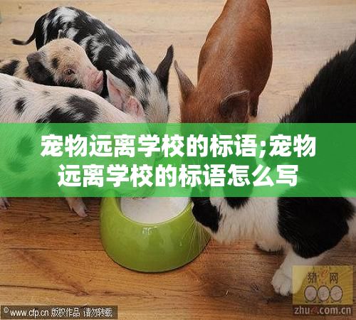 宠物远离学校的标语;宠物远离学校的标语怎么写