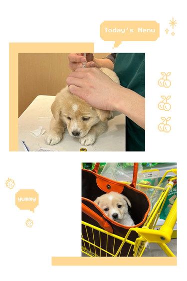 带狗狗打疫苗 | 福乐宠物诊所超棒体验 