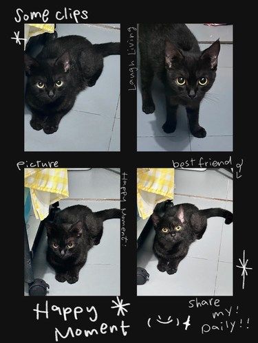 [调皮]带猫咪打妙三多 | 超赞宠物医院体验