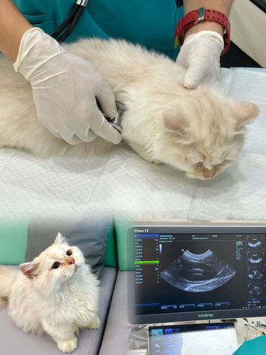 福乐宠物诊所 | 猫咪的温柔港湾✨