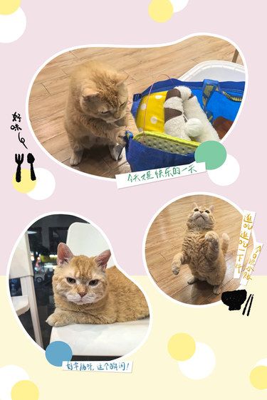 超燃！医术、爱心、环境全满分，萌宠的无忧天堂！