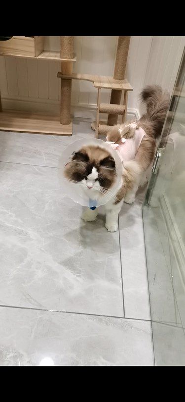 猫星人的小决斗