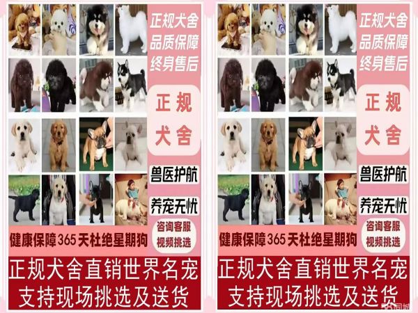 爱心狗场直销各种幼犬一包纯种健康可上门挑及送货一签活体购买协