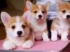 赠送全套狗用品—精品 柯基犬—任何不满意均可退换
