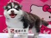 专业正规犬舍热卖优秀的哈士奇赠送全套宠物用品