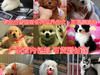 广东本地犬直销丨五百一只丨支持上门自提或配送 丨包养活可签协