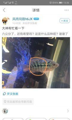 罗汉鱼黑条纹发白？其原因是什么？