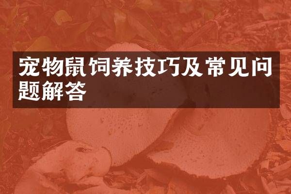 宠物鼠饲养技巧及常见问题解答