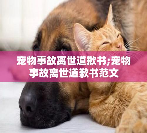 宠物事故离世道歉书;宠物事故离世道歉书范文
