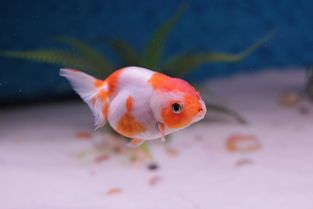 金鱼寄生虫治疗指南：快速见效的宠物护理技巧！