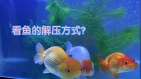 金鱼鳍部异常：急救指南及日常护理全攻略