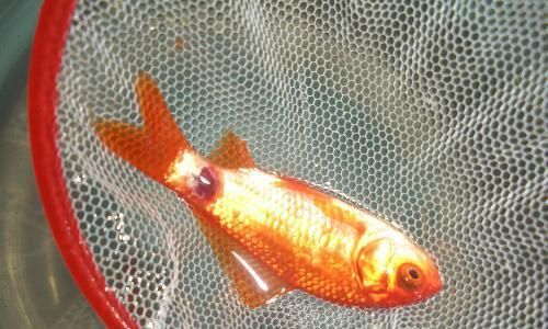 金鱼鱼鳍充血的治疗方法（有效缓解金鱼鱼鳍充血的关键措施）