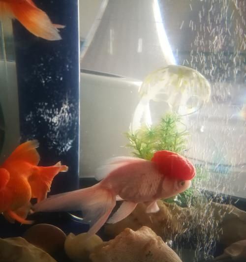 金鱼鱼鳍充血的治疗方法（有效缓解金鱼鱼鳍充血的关键措施）