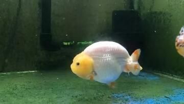 金鱼怎么养