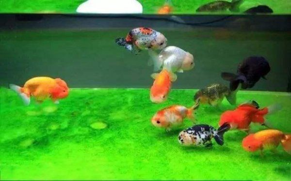 金鱼怎么养