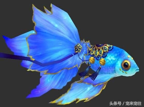 家庭养宠物金鱼的莳养方法与注意事项的几点