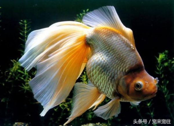 家庭养宠物金鱼的莳养方法与注意事项的几点
