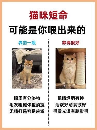 别乱喂了，猫咪短命都是喂出来的
