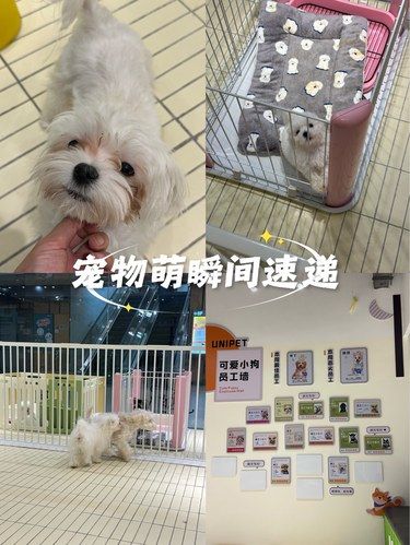 宠物狗狗的日常萌
