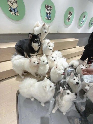 萌狗天堂