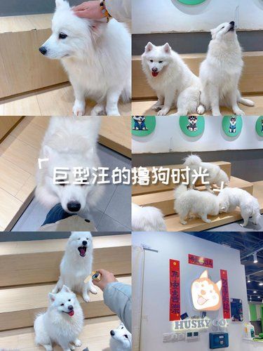 这里的狗狗又大又好撸！