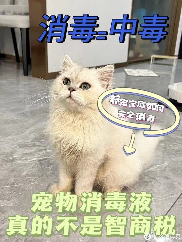 错误消毒会害它!养宠家庭一定要安全消毒1