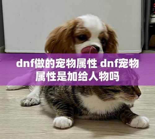 dnf做的宠物属性 dnf宠物属性是加给人物吗