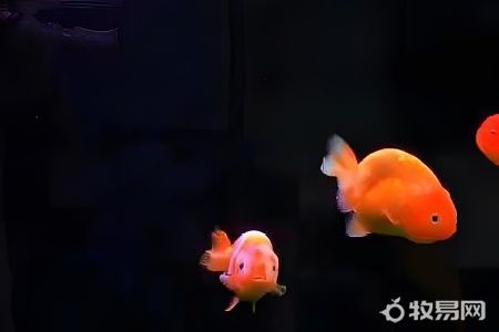 养鱼养什么鱼