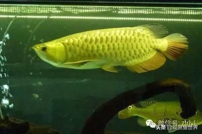 盘点世界十大最好养的大型观赏鱼品种有许多不下几千种（世界十大最好养的大型观赏鱼）