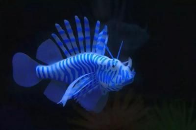 广州观赏鱼批发市场进货渠道有哪些品种：广州水族市场发展趋势