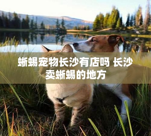 蜥蜴宠物长沙有店吗 长沙卖蜥蜴的地方